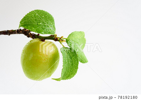 梅の実　白バックで 78192180