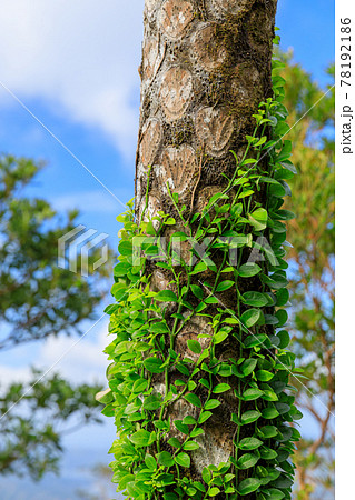 奄美大島 熱帯の木に巻きつく寄生植物の写真素材
