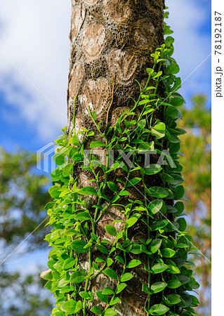 奄美大島 熱帯の木に巻きつく寄生植物の写真素材