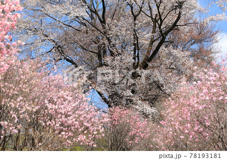 赤城山　ヤシオツツジと桜 78193181