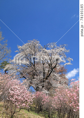 赤城山　ヤシオツツジと桜 78193185