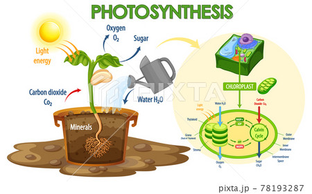Diagram showing process of photosynthesis in plant Diagram showing process of photosynthesis in plant 78193287