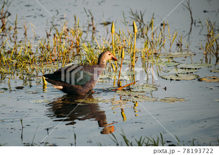 Goa, India. Grey-headed Swamphen Bird In Morning Looking For Food In Swamp. Porphyrio Poliocephalus 78193722