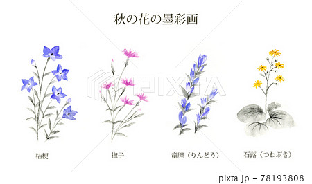 秋の花　桔梗　撫子　りんどう　つわぶき　墨彩画　 78193808