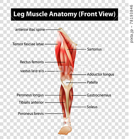 Study Leg Muscles Leg Muscle Diagram