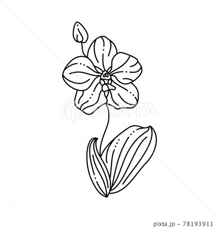 Orchid Flower in a Trendy Minimalist Liner Style. Vector Floral Illustration 78193911