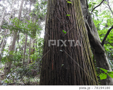 山辺の道 植物 蔓 山辺の道 植物 蔓 78194180