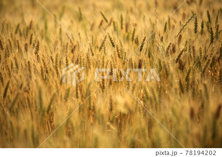 小麦 アイザック 穀物 78194202