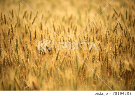 小麦 アイザック 穀物 78194203