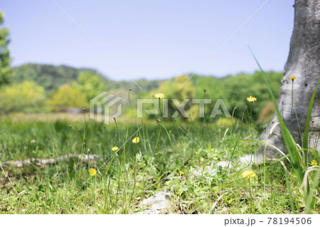 公園に咲く黄色いブタナの花【風景】 78194506