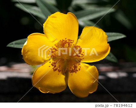 黄色いランタン？（逆光に透けるヒペリクムの花） 78194612