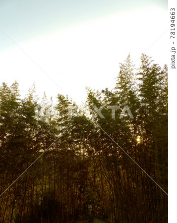 シルエット気味の竹林1縦 78194663