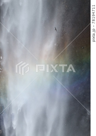 華厳の滝を飛び交うイワツバメ 華厳の滝を飛び交うイワツバメ 78194711