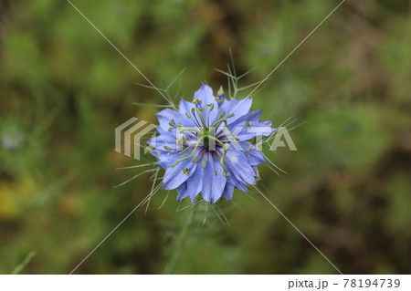 春の庭に咲くニゲラ クロタネソウ属 の花の写真素材