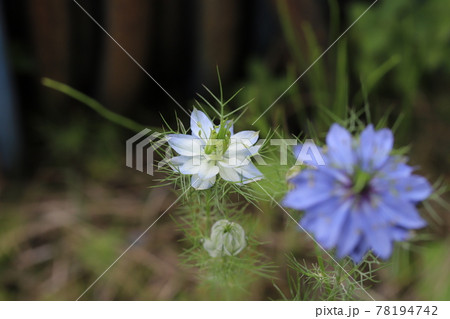 春の庭に咲くニゲラ(クロタネソウ属)の花 春の庭に咲くニゲラ(クロタネソウ属)の花 78194742