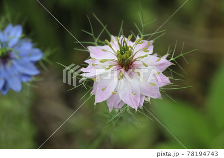 春の庭に咲くニゲラ（クロタネソウ属）の花 78194743