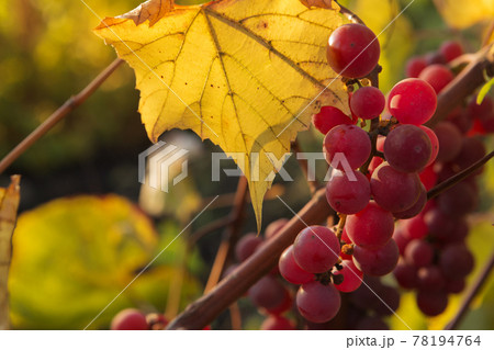 clusters of a pink ripe vinogorad on a background of yellow leaves of a vineyard 78194764