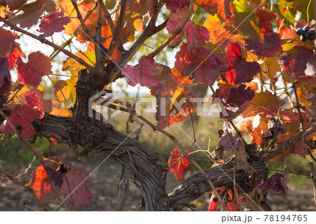 vineyard in autumn, red leaves of grapes in evening sunlight 78194765