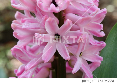 クローズアップ撮影したヒアシンスの花 78194778
