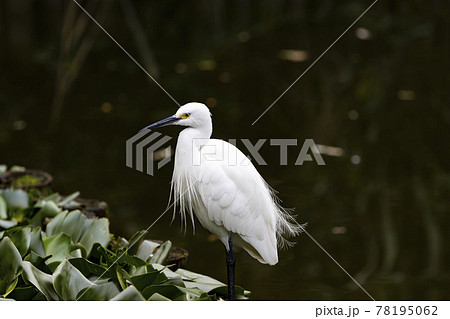 在溪邊覓食的大白鷺の写真素材 [78195062] - PIXTA