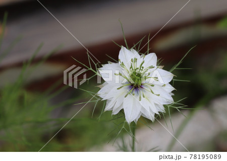 春の花壇に咲くニゲラ クロタネソウ属 の花の写真素材