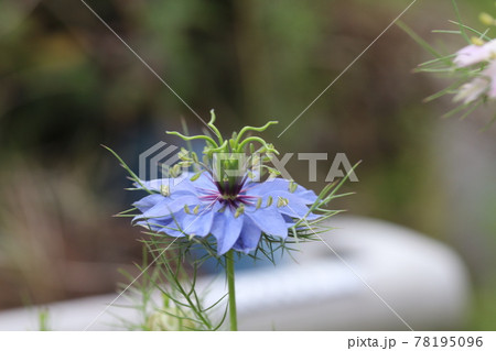 春の花壇に咲くニゲラ クロタネソウ属 の花の写真素材