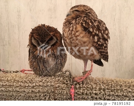 鳥 鳥類 家禽 78195192