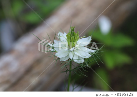 春の花壇に咲くニゲラ クロタネソウ属 の花の写真素材