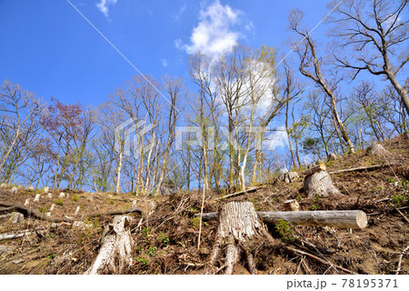 観光開発が進む奥黒川温泉の森 森林伐採 環境破壊 熊本県南小国町奥黒川温泉 観光開発が進む奥黒川温泉の森 森林伐採 環境破壊 熊本県南小国町奥黒川温泉 78195371