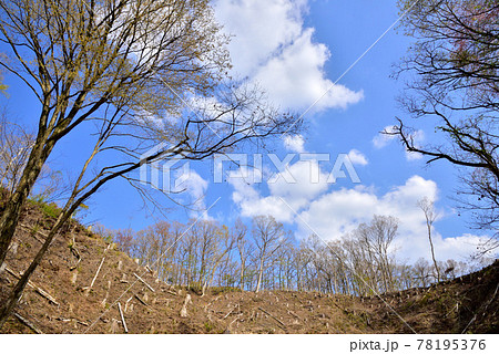 観光開発が進む奥黒川温泉の森　森林伐採　環境破壊　熊本県南小国町奥黒川温泉　　 78195376