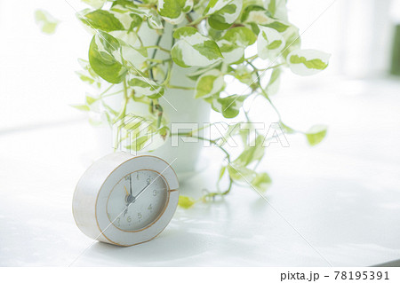 窓 観葉植物 窓 観葉植物 78195391