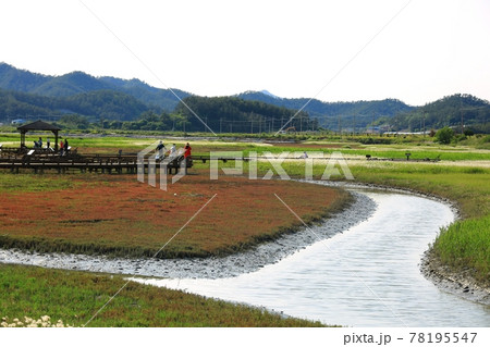 風景 水路 湿地 78195547