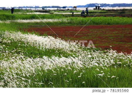 風景 湿地 花 78195560