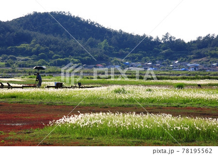 風景 水路 湿地 78195562