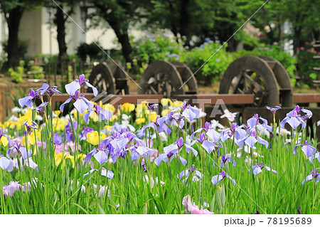 しょうぶ沼公園 水車と色とりどりの花菖蒲 しょうぶ沼公園 水車と色とりどりの花菖蒲 78195689
