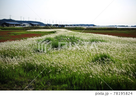風景 湿地 花 78195824