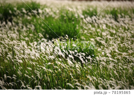 水路 湿地 花 78195865