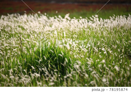 水路 湿地 花 78195874