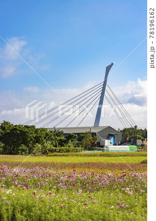 アキザクラ コスモ コスモス 78196162