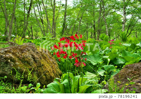 クリンソウ 花 クリンソウ 花 78196241