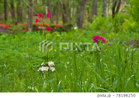 クリンソウ 白花 クリンソウ 白花 78196250
