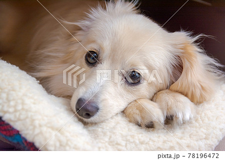 ミックス犬　ポメックス　寝姿 78196472