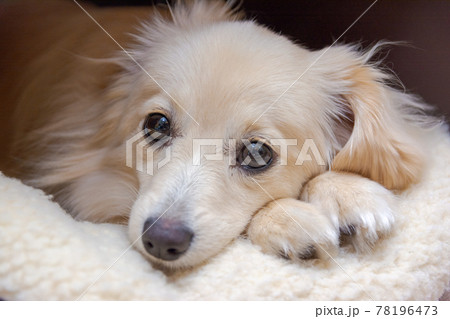 ミックス犬　ポメックス　寝姿 78196473