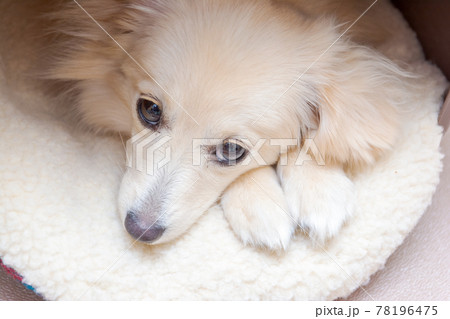 ミックス犬 ポメックス 寝姿 ミックス犬 ポメックス 寝姿 78196475