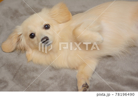 ミックス犬　ポメックス　寝姿 78196490