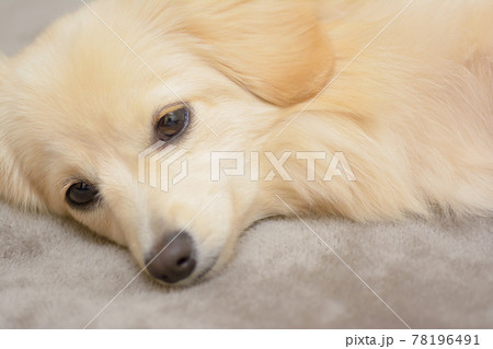 ミックス犬　ポメックス　寝姿 78196491