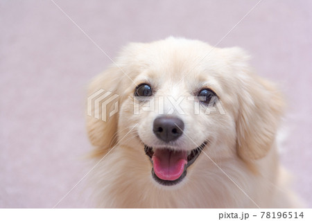 ミックス犬　ポメックス　笑顔 78196514