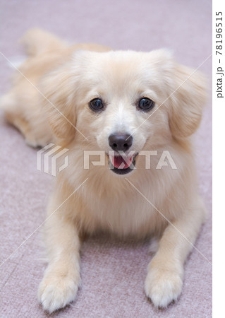 ミックス犬　ポメックス　笑顔 78196515