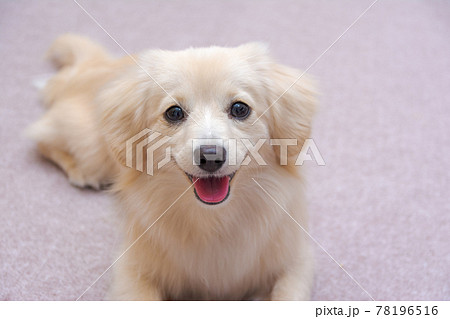 ミックス犬 ポメックス 笑顔 ミックス犬 ポメックス 笑顔 78196516