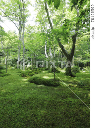 新緑が最も美しい時期。 緑一色となった祇王寺 78196599